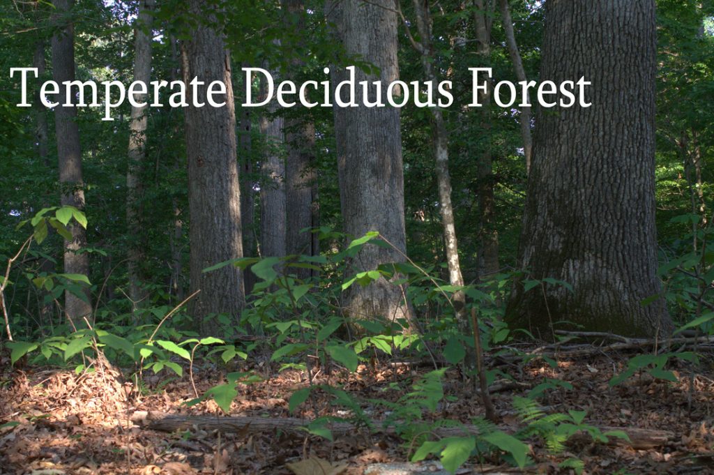 temperate Deciduous forest