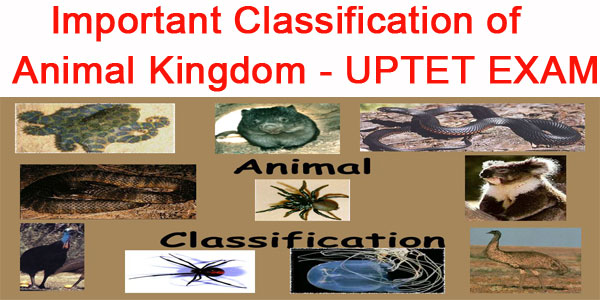 classification-of-animal-kingdom