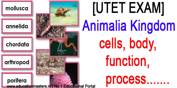 utet-exam-animalia-kingdom-cells-body-function-process