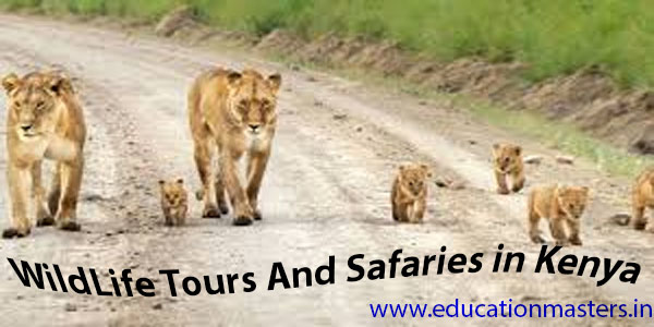 Safaris and Wildlife of Kenya | Tourism in Kenya