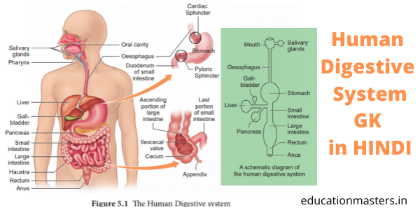 human-digestive-system-gk-question-in-hindi-for-ukpsc-exam