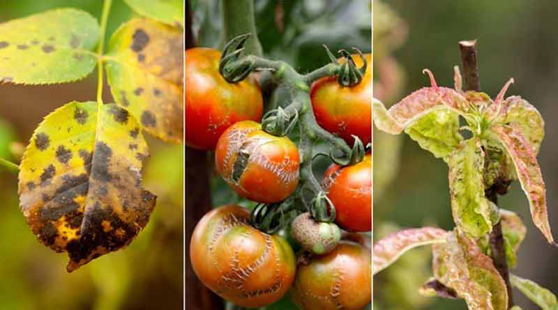 Names of different types of crops and diseases occurring in them