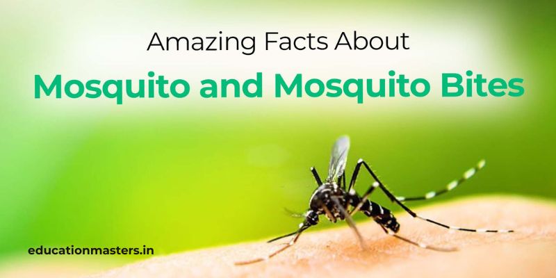मच्छरों (Mosquitoes) के बारे में मजेदार बातें जो शायद आप नहीं जानते ...